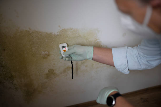 Best Black Mold Removal  in Frederick, MD