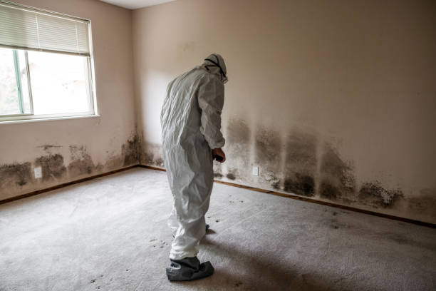 Best Attic Mold Removal  in Frederick, MD