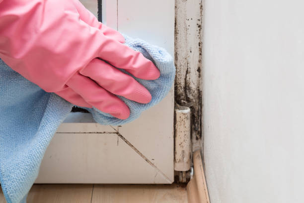 Best Mold Remediation  in Frederick, MD