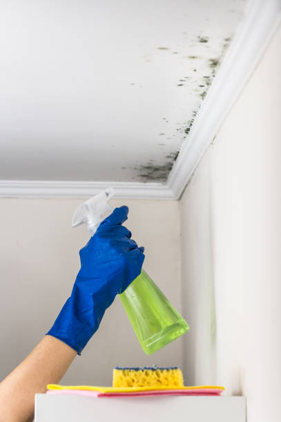 Best Emergency Mold Removal  in Frederick, MD