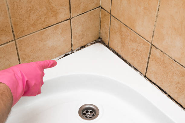 Best Certified Mold Removal  in Frederick, MD